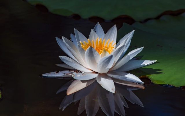 a white water lily